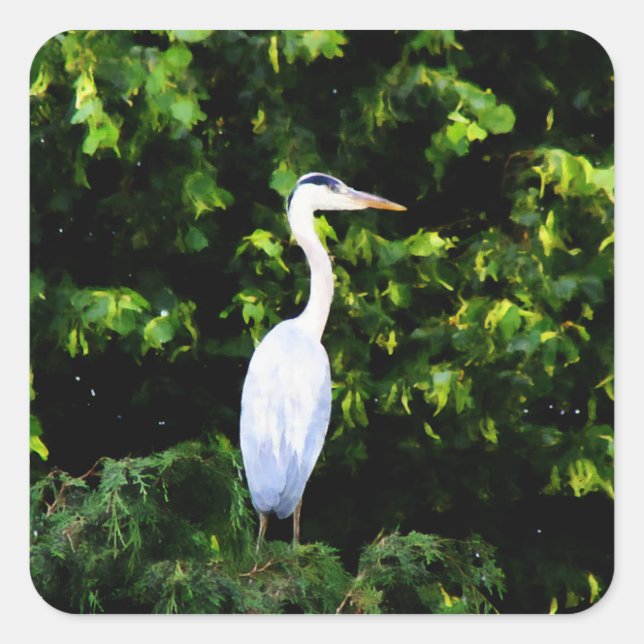 Cuadrada El Pegatina de las aves blancas (Anverso)
