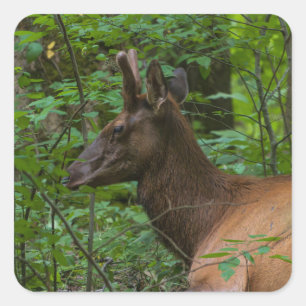 Cuadrada Elk Pegatina