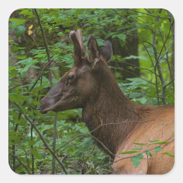 Cuadrada Elk Pegatina (Anverso)