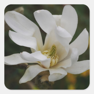 Cuadrada Estrella blanca Magnolia Pegatina