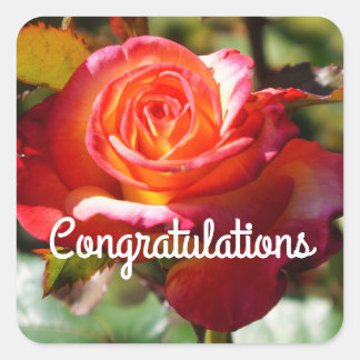 Cuadrada Felicitaciones Dream Come True Rosa #2 Pegatina