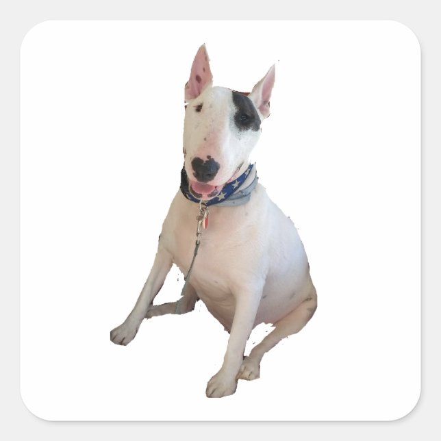 Cuadrada Feliz pegatina Rex (Anverso)