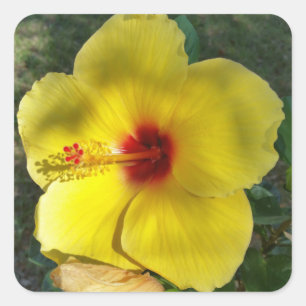 Cuadrada Flor amarilla perfecta, pegatina cuadrado