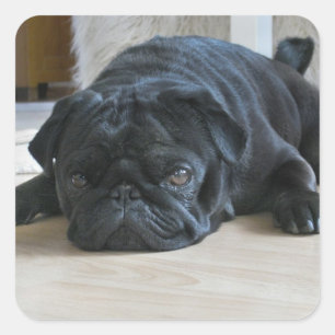 Cuadrada Foto Pegatina Cachorro Pug Negro Lindo