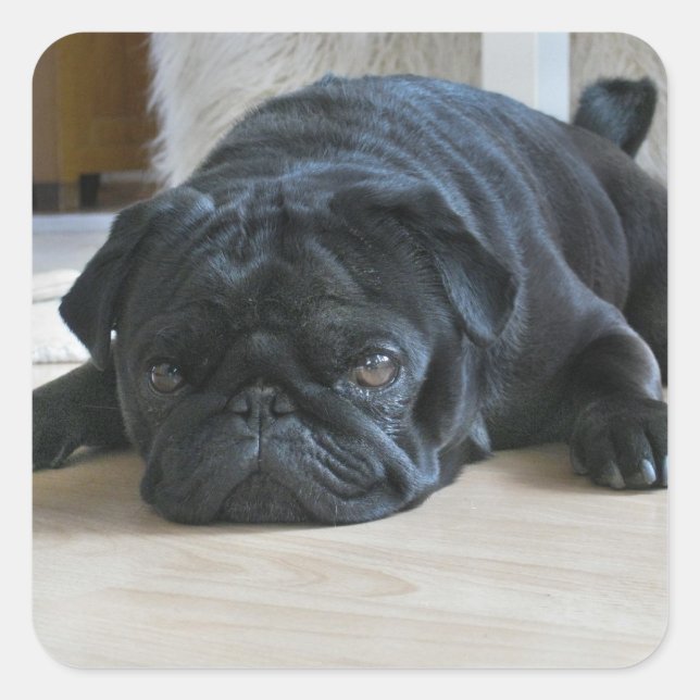Cuadrada Foto Pegatina Cachorro Pug Negro Lindo (Anverso)
