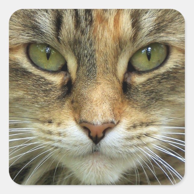 Cuadrada Gato atigrado con ojos verdes Pegatina de retrato (Anverso)