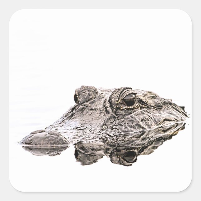 Cuadrada Gator Pegatina (Anverso)