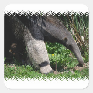 Cuadrada Giant Anteater Photo Pegatina