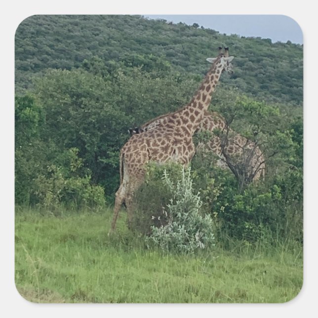 Cuadrada Giraffe Pegatina (Anverso)