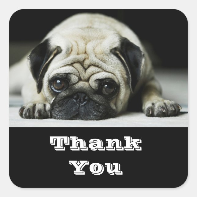 Cuadrada Gracias Pug Puppy Dog Saludos Pegatina (Anverso)