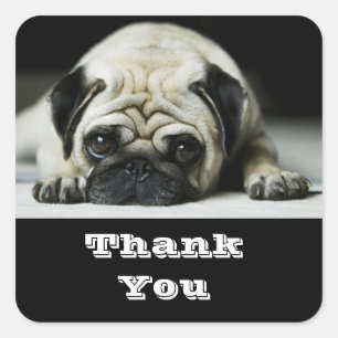 Cuadrada Gracias Pug Puppy Dog Saludos Pegatina
