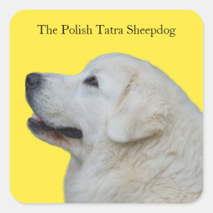 Cuadrada Hermosa Pegatina polaca de raza Tatra Sheepdog