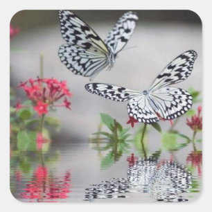 Cuadrada Hermosas mariposas en el set de Pegatina de vuelo