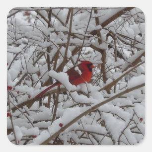 Cuadrada Hermoso cardenal rojo en Pegatina de árbol relleno