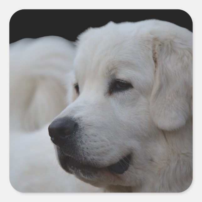 Cuadrada Hermoso Pegatina polaco de Tatra Sheepdog (Anverso)