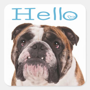 Cuadrada Hola cachorro de Bulldog inglés Pegatina de corazó