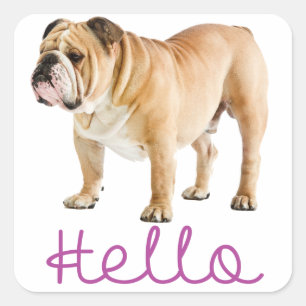 Cuadrada Hola cachorro de Bulldog Inglés Pegatina Morada