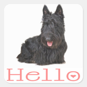 Cuadrada Hola cachorro de Terrier Escocés Pegatina / Etique