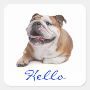 Cuadrada Hola Feliz Cachorro Bulldog Pegatina de Saludo
