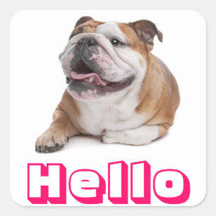Cuadrada Hola Feliz Perrito Bulldog Pegatina de Saludo