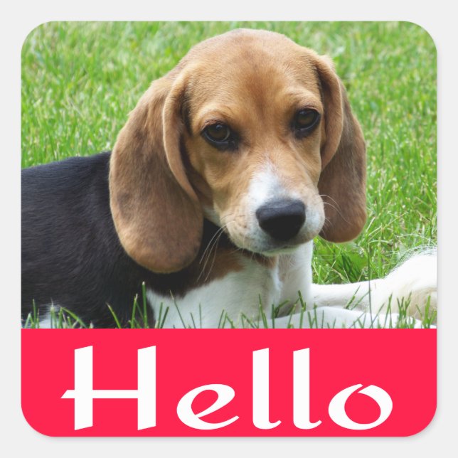 Cuadrada Hola / Hola Beagle Puppy Dog Red Greeting Pegatina (Anverso)