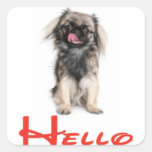 Cuadrada Hola / Hola Pegatina de saludo de cachorro de perr