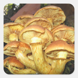 Cuadrada Hongos silvestres, Gymnopilus junonius - Pegatina