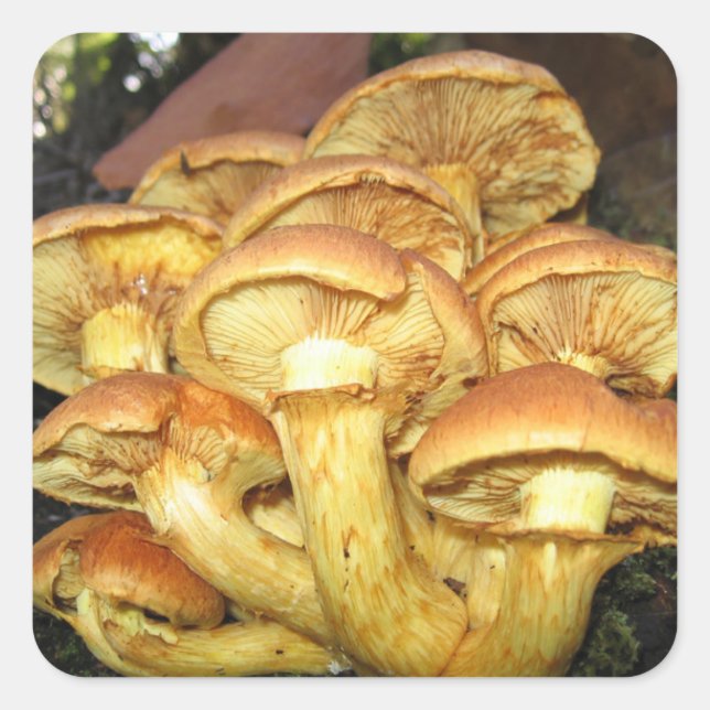 Cuadrada Hongos silvestres, Gymnopilus junonius - Pegatina (Anverso)