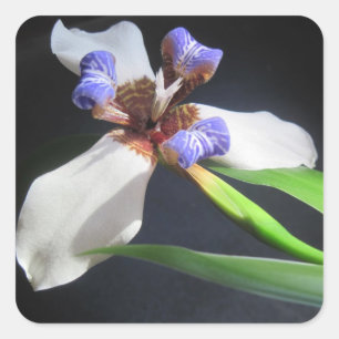 Cuadrada Impresionante Pegatina Iris