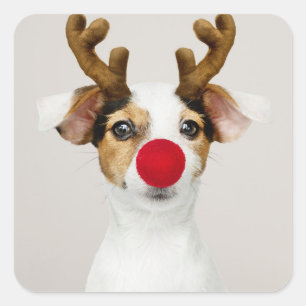CUADRADA JACK RUSSEL TERRIER COMO PEGATINA REINDEA