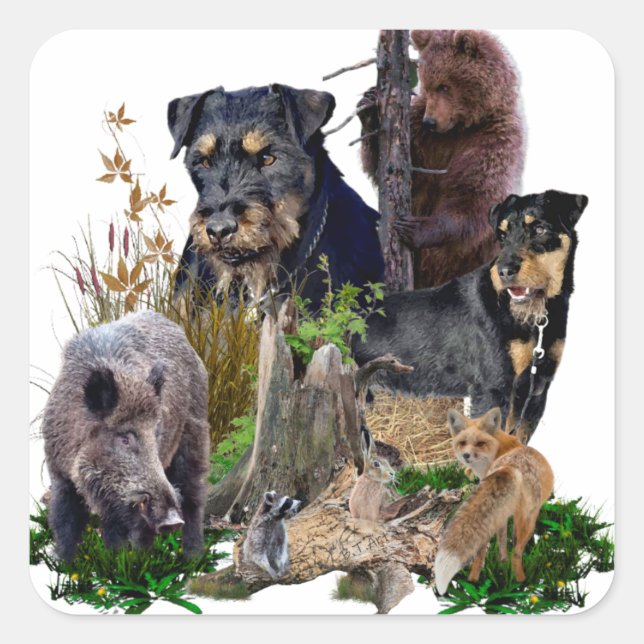 Cuadrada Jagdterrier Apache contra Renbrad. Pegatina (Anverso)
