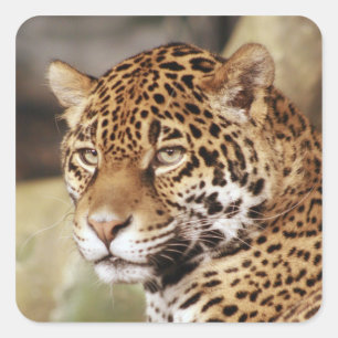 Cuadrada Jaguar Pegatina