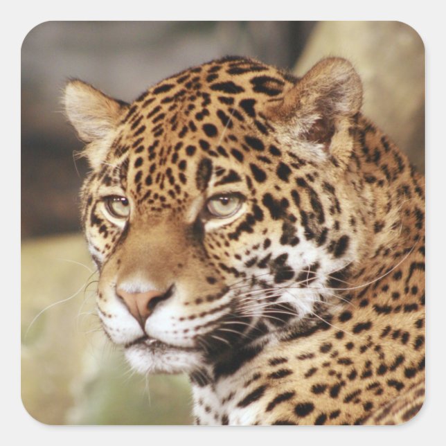 Cuadrada Jaguar Pegatina (Anverso)