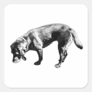 Cuadrada Labrador recuperador de esnifando Pegatina de arte