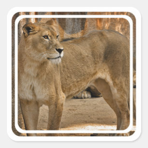 Cuadrada Lady Lioness Pegatina