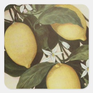 Cuadrada Lemons pegatina