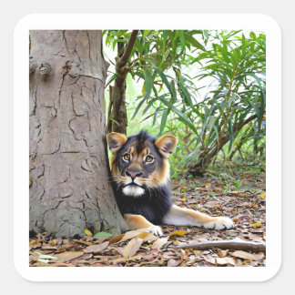 Cuadrada León en el Pegatina de las sombras