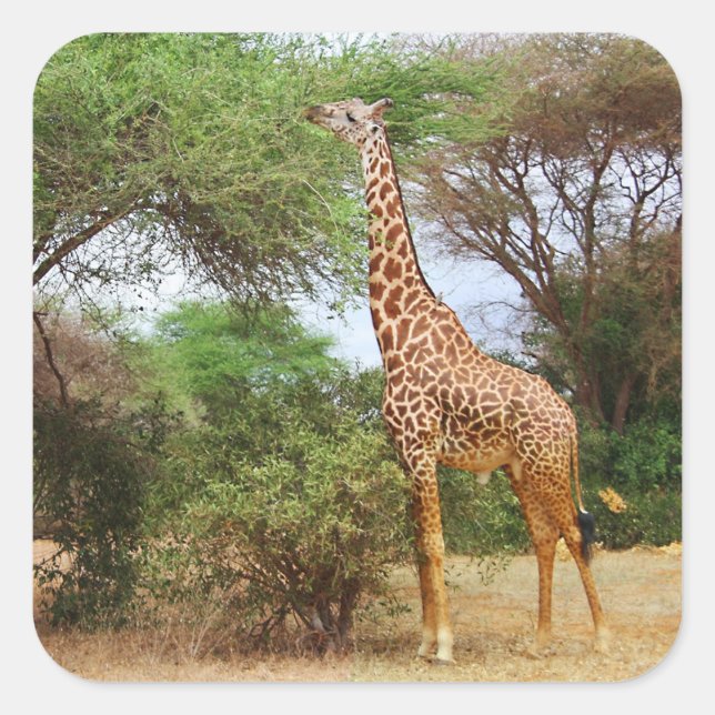 Cuadrada Maasai Giraffe Pegatina (Anverso)
