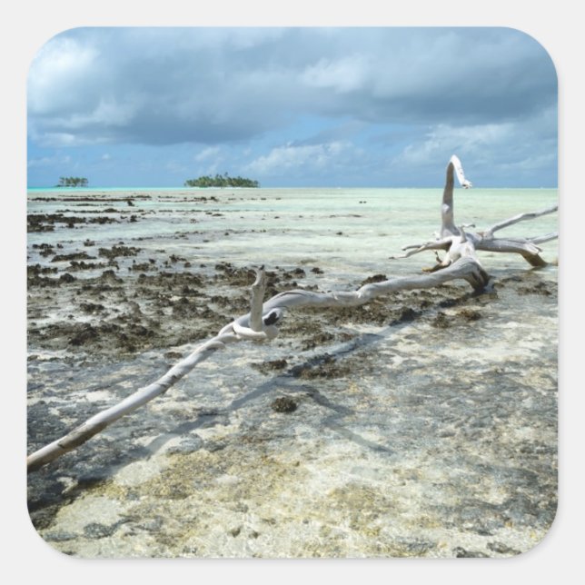 Cuadrada Madera muerta en el pegatina del Pacífico (Anverso)