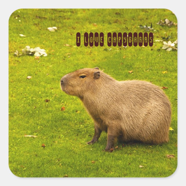Cuadrada Me encanta la pegatina de Capybaras (Anverso)