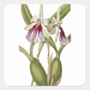Cuadrada Miltonia Spectabilis pegatina botánico orquídea