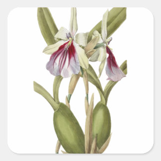 Cuadrada Miltonia Spectabilis pegatina botánico orquídea