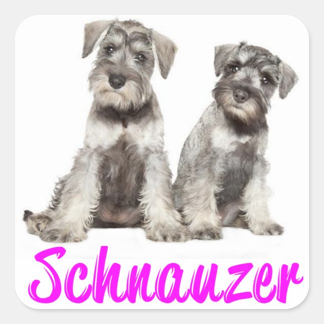 Cuadrada Ministra Schnauzer Puppy Dog Love Pegatina (Anverso)