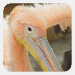 Cuadrada Mirando a su Pegatina Pelican