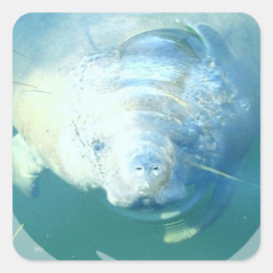 Cuadrada Mirar a escondidas al pegatina del Manatee