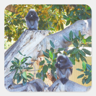 Cuadrada Monos de Langur Negro comiendo, Pegatina
