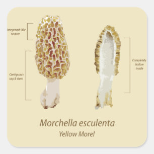 Cuadrada Morel Morchella esculenta pegatina