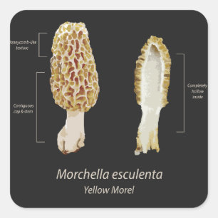 Cuadrada Morel Morchella esculenta pegatina