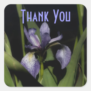 Cuadrada Morple Iris Flower Gracias Pegatina
