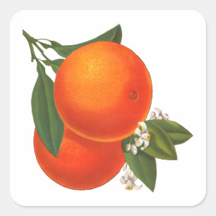 Cuadrada Naranjas plantilla de Pegatina de arte de cata de 